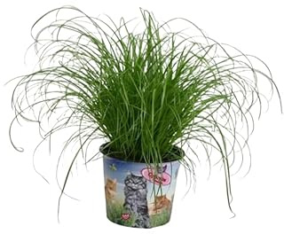 Papiro Vivo en Maceta Planta Natural Segura y Saludable para Gatos