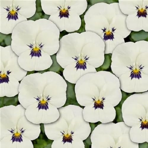 Helza Stiefmütterchen Twix White with Eye, Weiß mit Auge, Holländische Veilchen, 200 stück, Blumensamen für Garten und Balkon, Pflanzensamen, Saatgut von Kulturpflanzen