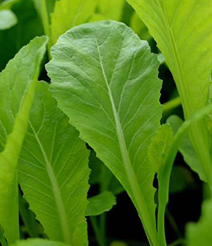 Buy4seeds Vegetable Mustard Chinese Green in Snow 600 Seeds Oriental