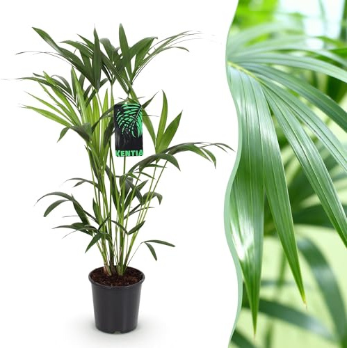 Green boutiQ - Plante d'intérieur - Howea Forsteriana - Palmier Kentia - Peu d'entretien - Vert - 1 plante - Pot 19cm - Hauteur 80-85cm