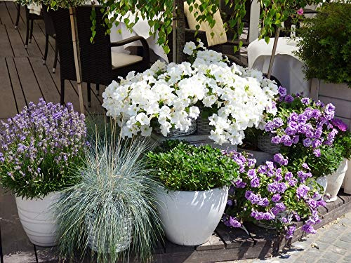Pots Flowers Nature Lavender Pot Flower Pot-20 Inch by 30 Inch Laminated Poster with Bright Colors and Vivid Imagery-Fits Perfectly in Many Attractive Frames