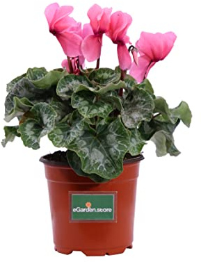 Pianta di Ciclamino Pianta da esterno di Ciclamino in vaso di plastica Pianta vera di Ciclamino venduta da eGarden.store (Rosa)