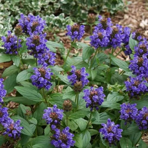 semillas de prunella vulgaris braunelle aromáticas, jardín de interior de silvestres, silvestres para balcones 125pcs