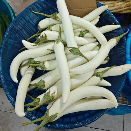 melanzane biologiche semi di semi di melanzana balcone serra da giardino perenni resistenti verdi biologiche esotiche biologici, varietà antiche 160semi