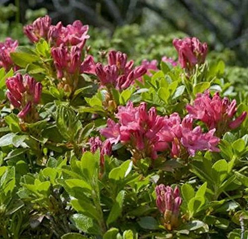 Bewimperte Alpenrose 10-15cm - Rhododendron hirsutum - Gartenpflanze