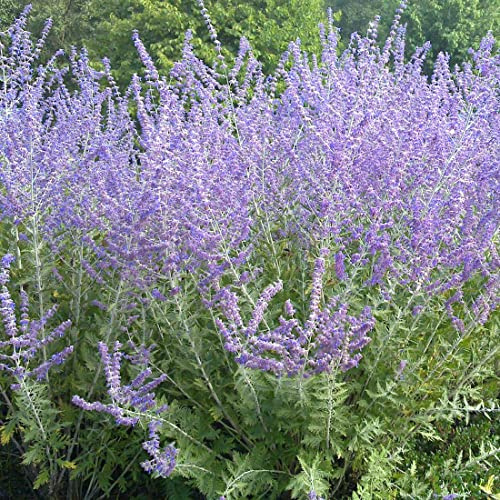 3 x Sauge d'Afghanistan 'Blue Spire' - Perovskia 'Blue Spire' 20-25 cm en conteneur - Bienvenue dans le royaume de la beauté bleue