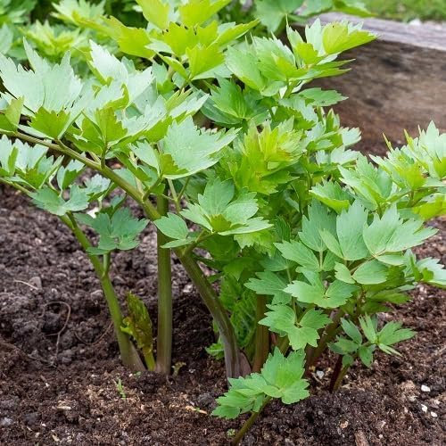 45pieces Green Lovage Plant Seeds