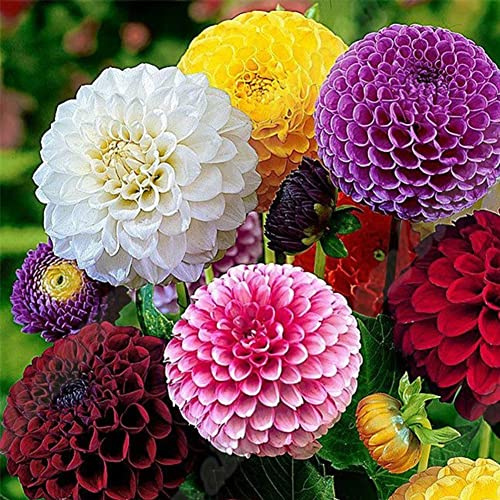 Haloppe 50 Unids Flores de Caléndula Semillas de Plantas para la Plantación de Jardín en Casa, Color Mezclado Caléndula Tagetes Flor Planta Semillas de Hierba Bonsai Decoración de Jardín Semill