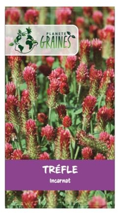880 Graines de Trèfle Incarnat : Engrais Vert, Fourrage et Fleur Éblouissante