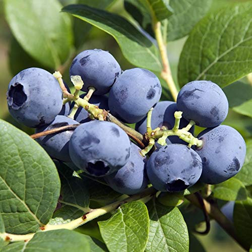 Blueberry Fruit Bush ‘Bluecrop’ Outdoor Fruit Plant for Patios or Kitchen Gardens Producing Summer Berries & Colourful Seasonal Foliage (3 x 9cm Pots, Blueberry 'Bluecrop') by Thompson and Morgan