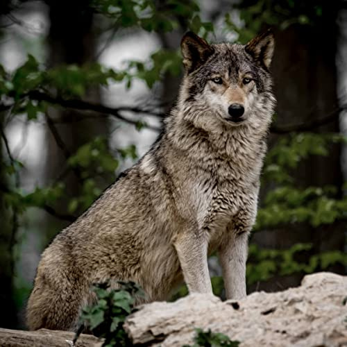 Ceanothe Tableau sur verre loup 30x30 cm - Impression Image Haute Définition Pour Décoration Murale avec Finition Brillante Fabriqué en France