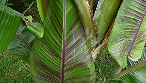 Pcs - 10x Musa (Bananier) Itinerans (Bananier Voyageur) Bleu Birmanie Banane Jardin Plantes - Graines ID131 - Seeds & Plants Shop by Ipsa