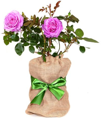 YouGarden Gift Wrapped Rose FAB AT 70 â„¢, 4 Litre Potted Rose, Wrapped in a Hessian Bag, Great Gift, Ready to Plant