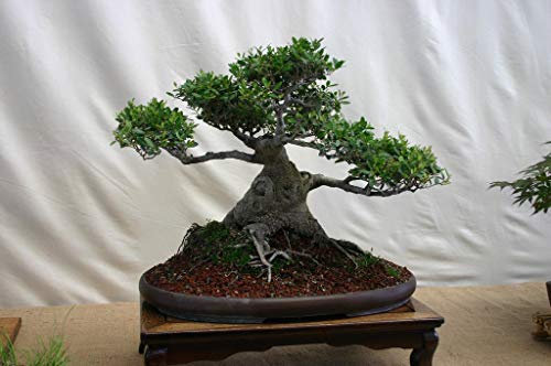 Yaupon Agrifoglio (vometoria ilex), 25 semi