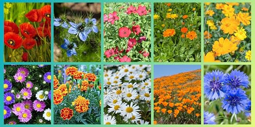 Wildblumen Saatgut Set, 10 Sorten, 28.000 Samen, Blumenwiese Mix mit Mohn, Kornblumen, Ringelblumen, Margeriten und mehr alle einzeln verpackt