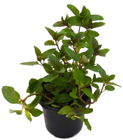 DECOALIVE Menta Piperita 10cm Planta Natural en Maceta Menta Piperita