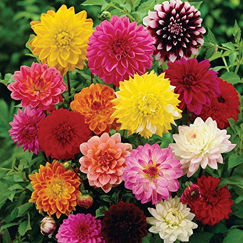 Mixed Decorative Dahlia Tubers - 5, 10 or 25 tubers - Free P&P (5)