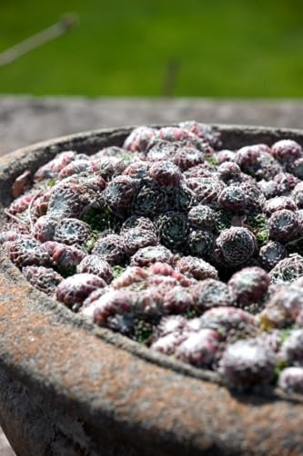 Sempervivum arachnoideum 'Silberkarneol' 9x9 cm Topf – WINTERHART, IMMERGRÜN, PFLEGELEICHT – Spinnweb-Hauswurz – Bodendecker für Steingarten & Dachbegrünung