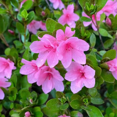 semi di azalea rododendro - da autunno, decorazioni giardino balcone 180pcs