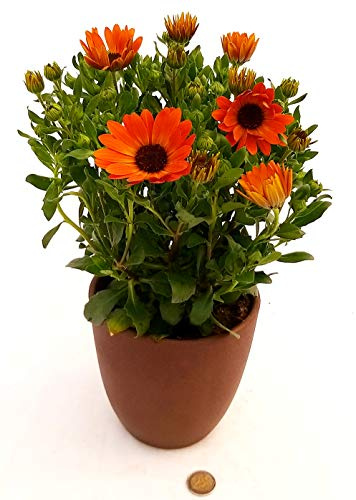 POWERS TO FLOWERS - DIMORFOTECA MARGHERITA ARANCIO IN VASO CERAMICA BRONZO, pianta vera