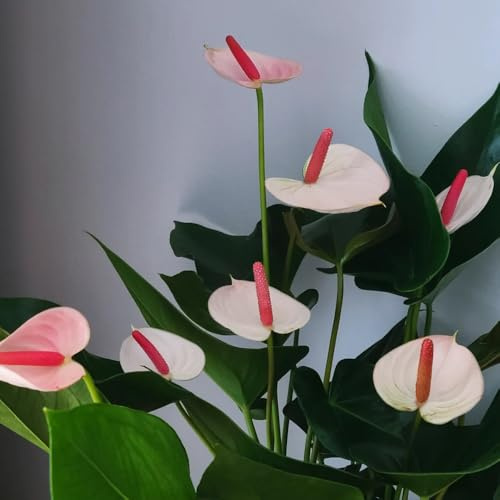 flamingoblume, anthurium steingartenpflanzen winterhart, deko hochbeet, winterfeste garten balkon, winterharte kübelpflanzen 200samen