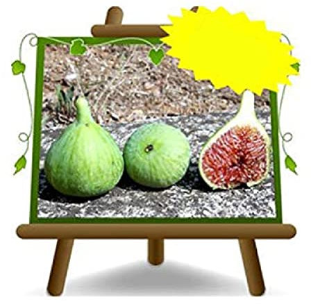 EURO PLANTS VIVAI Fico Verdone - Pianta da Frutto Antico su Vaso da 20 cm. - *Altezza: 150~170 cm. - Età 2 Anni