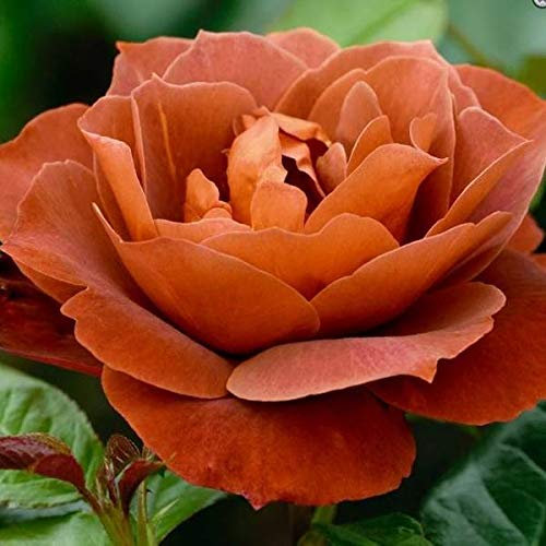 Plant Theory Hot Chocolate Rose Bush Red Flowering Roses Floribunda Rose 4L Pot