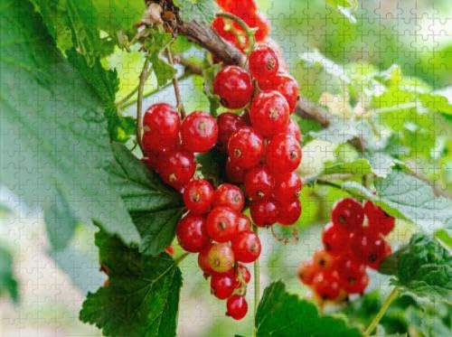 Puzzles for Adults 500 Pieces Jigsaw Puzzles Red Currant Grows a Bush Garden Ripe red Currant Close up as Harvest Puzzles Clearance Big Large Puzzles Difficult Cool Hard Puzzles for Adults