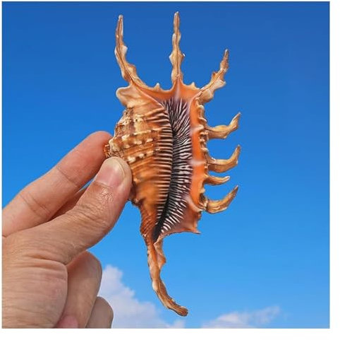 SFQEVHRZ Coquillages naturels， Coquillage d'escargot de mer de 10 à 14 cm de Long, Parfait for l'artisanat de Bricolage et la décoration de la Maison de Mariage(13~14cm)