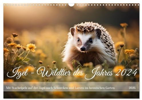 Igel - Wildtier des Jahres 2024 (Wandkalender 2026 DIN A3 quer), CALVENDO Monatskalender: Mit Stachelpelz auf der Jagd nach Schnecken und Larven im heimischen Garten (CALVENDO Tiere)