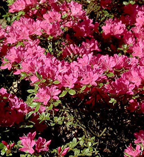 Japanische Azalee Diamant Purpur 20-25cm - Rhododendron obtusum - Zwerg Alpenrose - lebende Gartenpflanze aus den Baumschulen