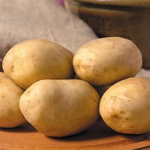 Patch Seed: 20 Tuber Box of Maris Piper Certified Seed Potatoes, Maincrop,Grow Your Own, Perfect for Any Garden! Grown with Love in Ireland. Ready to Plant