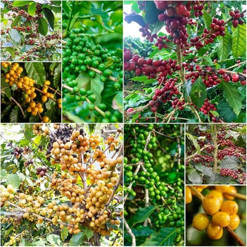 Kaffeepflanze kaufen - garten winterharte balkonpflanzen exotische dekopflanzen zimmerpflanze - Seltene serie - balkon hochbeet 50samen