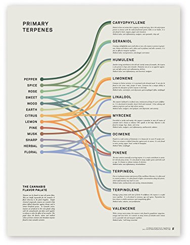 Goldleaf Primary Terpenes Art Print: The Cannabis Flavor Palate Infographic Chart, Terpene Poster, Marijuana Flavors Infographic, Elevated Stoner Decor, Weed Chart Wall Art (18x24)