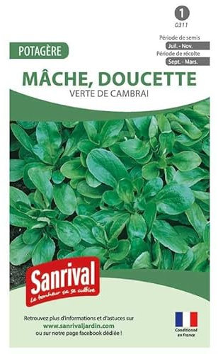 Graines Mâche verte de Cambrai