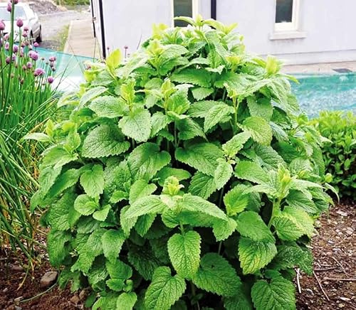 CEMEHA SEEDS - Seeds Lemon Balm Melissa Officinalis Non GMO Herbs for Planting 300 Seeds