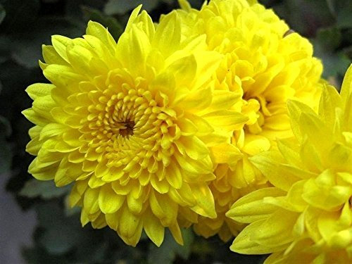 500 Crisantemo Giallo Morifolium Fiore Semi pettine S/H Libero del Regalo &