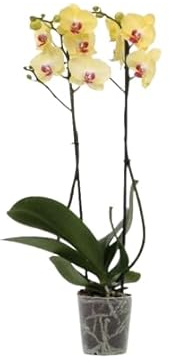 Orquídea Phalaenopsis Natural Planta Tropical Fácil de Cuidar