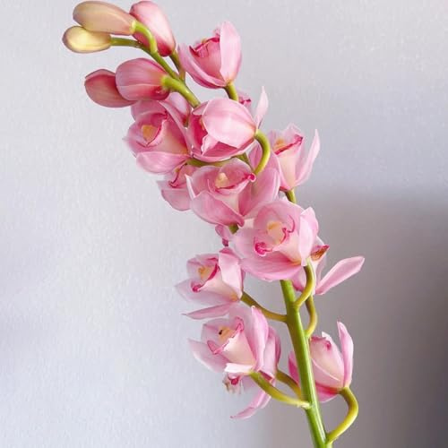 cymbidium pflanze samen, blumen, hochbeet orchideen samen flower, winterharte pflanzen garten blumen winterhart, bio saatgut bienenwiese saatgut mehrjährig winterhart, zimmerpflanzen 30pcs