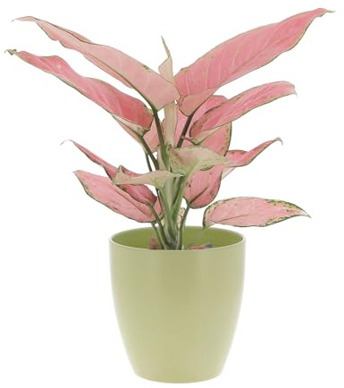 KENTIS - Aglaonema Pink Star - Piante da Interno Vere - Piante Purifica Aria da Appartamento - H 20-30 cm Vaso Ø 12 cm