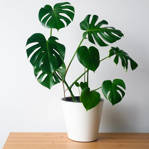 80pcs Monstera Plant Seeds