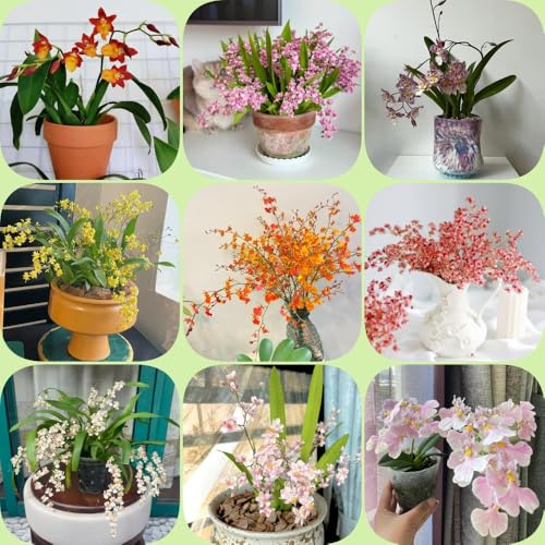 Semi di orchidea Oncidium - estivi resistenti da ufficio arredamento del soggiorno semi di selvatici esotico vecchie varietà organico da balcone 200pcs