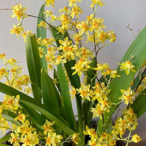 Semi di orchidea Oncidium - semi di estivi da balcone resistenti per giardini rocciosi vecchie varietà arredamento del soggiorno raro organico copertura del 450pcs