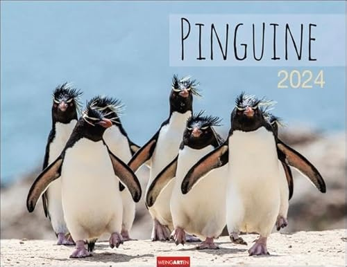 Pinguine Kalender 2024. Wand-Kalender mit Kaiser-, Adelie-, Zügel- und Felsenpinguinen. Großer Wandkalender für Tierfreunde. Von namhaften Fotografen gestalteter Naturkalender. Querformat 44x34 cm