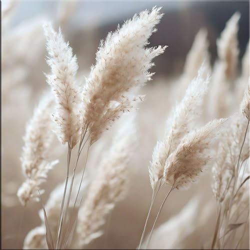 artissimo, Glasbild, 30x30cm, AG5506A, Natur: Blumen und Gräser I, Bild aus Glas, Wandbild Wohnzimmer modern, weiß beige, hell, Pampasgras