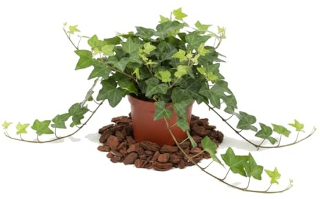 Hedera Helix Verde Hiedra común - DECOALIVE Planta Viva para Decoración Natural Maceta 13 cm de Diámetro Altura 25 cm