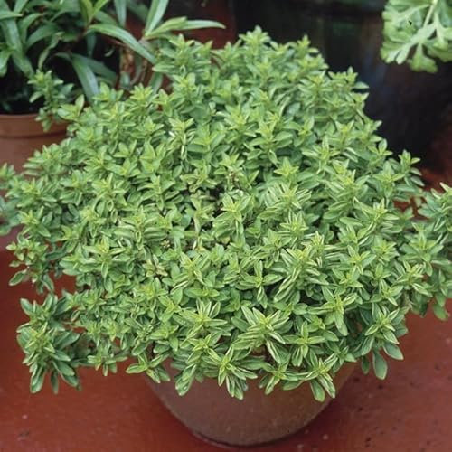Marjoram 'Compact' (Origanum vulgare 'Compactum') Herb Plants – Grow Your Own Herbs Ideal for Greenhouse, Garden, Polytunnel, Large Pots or Containers - UK Grown by Park Farm Plants (1 x 9cm Pot)