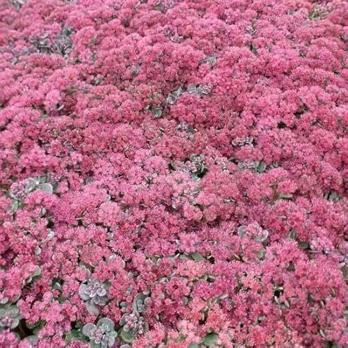6x Orpin 'Lidakense' – Sedum cauticola ‘Lidakense’ – Godet 9x9cm | Feuillage bleu-vert, fleurs roses