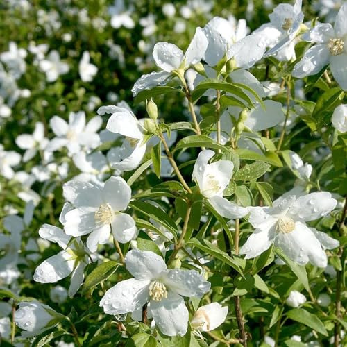Vivai le Georgiche - Pianta vera di Philadelphus Silberregen Philadelphus 'Silver Showers' Filadelfo, Fior d'angelo - vaso Ø 18 cm