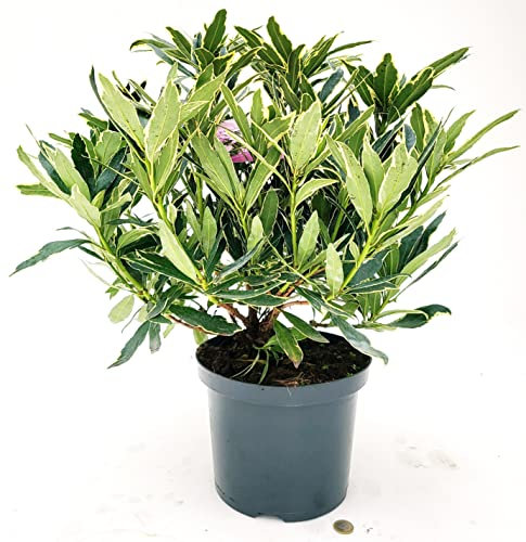 POWERS TO FLOWERS - RODODENDRO VARIEGATO PONTICUM VARIEGATUM, RHODODENDRON, IN VASO 22 CM DIAMETRO, pianta vera